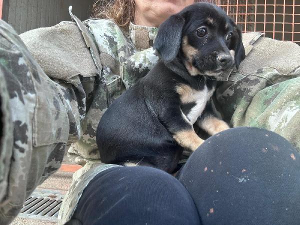 IRIS - cucciola di 4 mesi - taglia piccola Foto 3